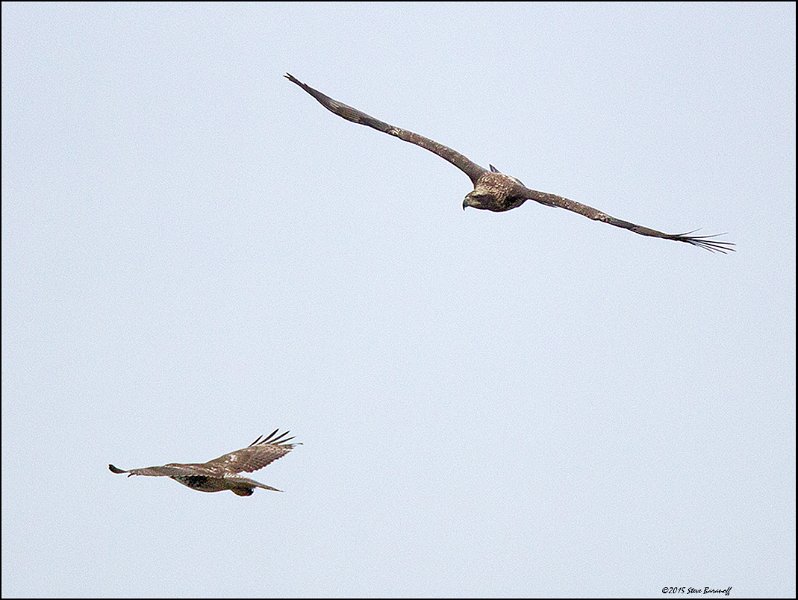 _5SB6137 2nd year bald eagle and red-tailed hawk.jpg